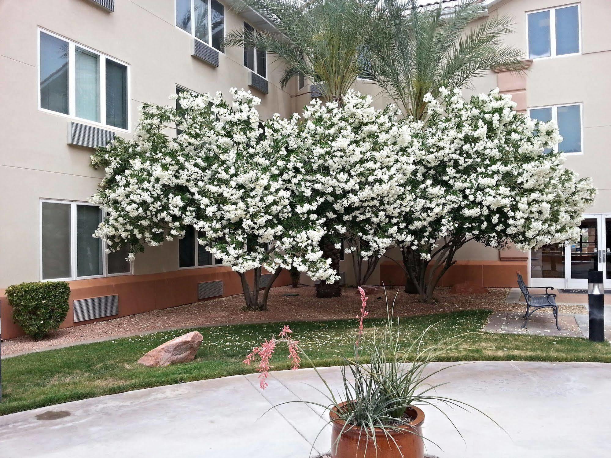 Mojave Edge Hotel Mesquite Ngoại thất bức ảnh
